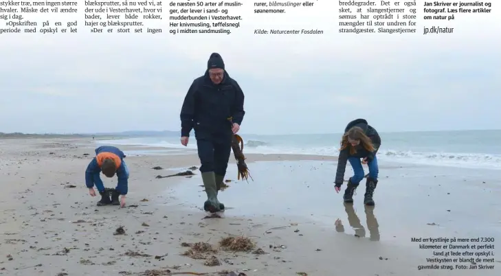  ??  ?? Med en kystlinje på mere end 7.300 kilometer er Danmark et perfekt land at lede efter opskyl i. Vestkysten er blandt de mest gavmilde strøg. Foto: Jan Skriver