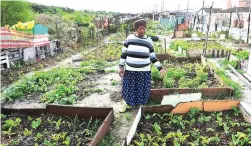  ?? PICTURE: PHANDO JIKELO/ANA PICTURES ?? GOING GREEN: Nophaelo Mzimba, from Delft, started her garden project near an area where people used to dump rubble; now she is selling produce and encouragin­g others to grow too.