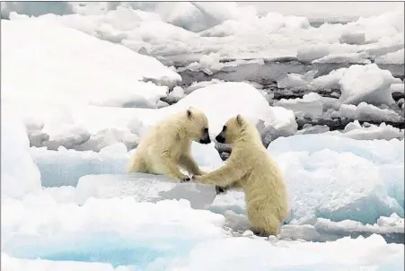  ?? PAUL GOLDSTEIN/ASSOCIATED PRESS ?? As the melting of Arctic ice accelerate­s, endangered polar bears have become a symbol for climate change used by both sides of the debate.
