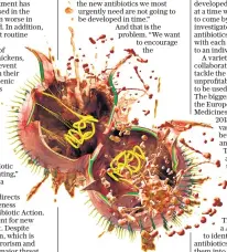  ??  ?? Different class: how the antibiotic teixobacti­n (yellow) destroys bacteria