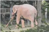  ?? BEBETO MATTHEWS/AP ?? Happy, an Asian elephant at the Bronx Zoo, is at the center of a lawsuit now before New York’s highest court over whether a basic right for people can be extended to an animal.
