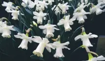  ??  ?? Allium Fireworks Mix, main; Narcissus Snow Baby in flower, above