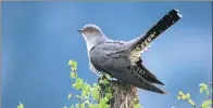  ?? MARK HAMBLIN / ASSOCIATED PRESS ?? Researcher­s found that female cuckoos imitate the call of sparrow hawks to distract other birds by using fear.