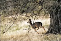  ??  ?? A black-tailed deer runs through California’s Horseshoe Ranch Wildlife Area alongside the national monument.