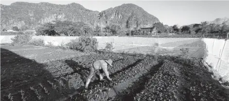  ?? — AFP photos ?? Carlos Millo works on his plot of land at the foot of the majestic rock formations of Vinales, Cuba.