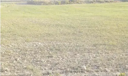  ?? EL PERIÓDICO ?? Plantación de cereal tardío dañada por la falta de agua.