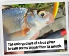  ?? ?? silver The enlarged eye of a true mouth. bream seems bigger than its