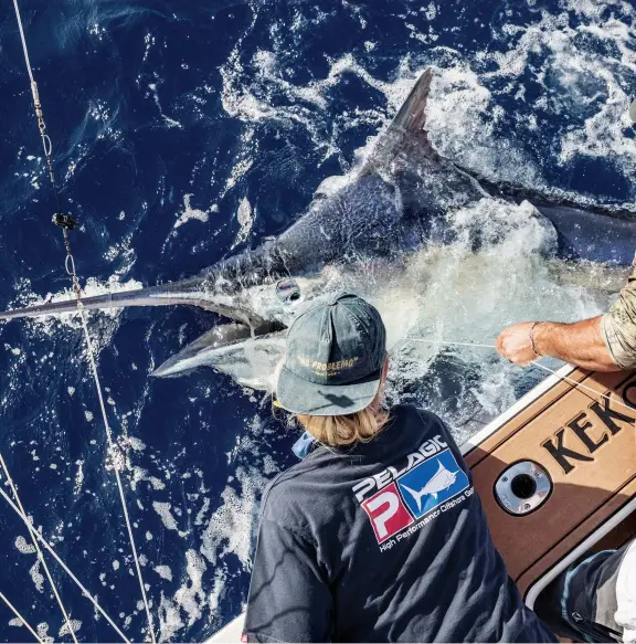  ??  ?? A nice black caught on Capt. Luke Fallon’s KEKOA (above). While the fishing is cyclical, 2019 was a great season for both size and number of marlin.
