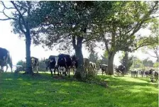  ??  ?? Les vaches de Nadège, Marc et Thomas Guiraud au Co d’Arcis.