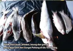  ??  ?? IKAN patin buah, jelawat, baung dan gohok yang diperoleh dari Sungai Pahang di Ulu Tembeling..