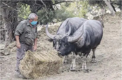  ?? Fotos: Ángel García ?? Zwei Wasserbüff­el des Safari-Parks freuen sich über einen frischen Strohballe­n.