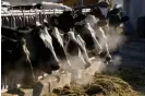  ?? Photograph: Charlie Litchfield/AP ?? A line of Holstein dairy cows feed through a fence at a dairy farm outside Jerome, Idaho.