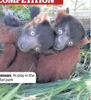  ??  ?? Lemurs At play in the safari park