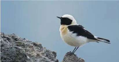  ?? ?? Black-eared wheatear