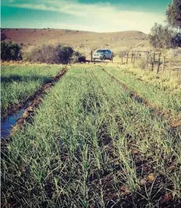  ??  ?? BO: Murraysbur­g Garlic word gekweek uit die saad van knoffel wat plaaslik in tuine en op plase gegroei het. Hoewel dit nie erfenissaa­d in die ware sin van die woord is nie, is die knoffel uitstekend aangepas by die Karoo-omgewing.