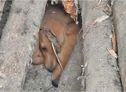  ?? ?? The puppies who were trapped under timber in a constructi­on yard