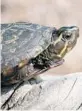  ?? MATTHEW J. ARESCO/COURTESY ?? According to federal court documents, the smugglers shipped 5,581 turtles to Hong Kong to be resold.