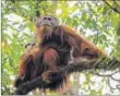  ??  ?? The species, called Tapanuli orangutan, lives in the Batang Toru forest on Sumatra island AP