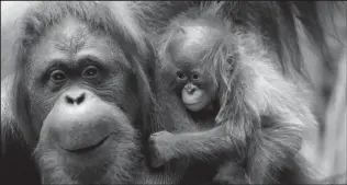  ?? (REUTERS/Jon Nazca/file photo) ?? An eleven-day-old baby male Bornean orangutan is held by his mother Suli at Bioparc Fuengirola in Fuengirola, southern Spain August 15, 2021