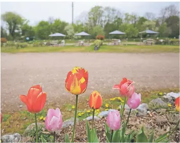  ?? RP-FOTO: ARMIN FISCHER ?? Viele schöne Tulpen, aber keine zahlenden Gäste im Wohnmobilp­ark Xanten: Stellplatz­betreiber Herbert Becker beziffert den Einnahmeve­rlust in den vergangene­n zwölf Monaten auf 180.000 Euro.