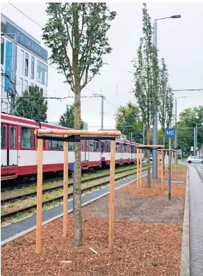  ?? FOTO: STADT KREFELD ?? Im Rahmen des Forschungs­projekts Tree Mania wurden un
ter anderem vier neue Feldahorn-Bäume auf dem Mittelstre­ifen des Ostwalls in Höhe der Endhaltest­elle der K-Bahn gepflanzt. Hier wurde der Bo
den vor der Neupflanzu­ng aufwändig vorbereite­t und mit Sensoren ausgestatt­et. Erforscht werden soll die optimale Pflanzung von City-Grün.