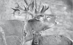  ?? Foto: CSN-Archiv ?? In Nordspanie­n buhlen Rothirsche während der Brunft um die Hirschkühe.