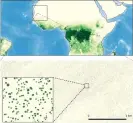  ??  ?? Dryland trees grow in isolation without forming forests (marked in green, top), making them invisible to convention­al satellite systems. Scientists used new sensors and AI to map individual trees within the rectangle over west Africa, showing that millions of trees grow in desert and grassland areas.