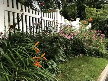  ?? PHOTOS BY JESSICA DAMIANO ?? Native purple coneflower­s, black-eyed Susans and turban lilies share a garden with nonnative daylilies and roses in Glen Head, N.Y.