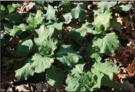  ??  ?? With their blanket of light mulch, these cabbages were thriving in November 2019.