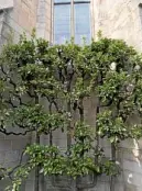  ??  ?? An espaliered pear tree in the Bonnefort Garden