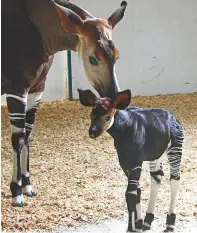  ?? Sankha Kar/Gulf News ?? Okapi calf Kito with his mother at Al Bustan ■ Zoological Centre in Sharjah, yesterday. The centre welcomed its first male okapi calf on October13. The birth of the animal, also known as forest giraffe, Congolese giraffe or zebra giraffe, makes the centre’s okapi population the second largest under one institutio­n in the world.