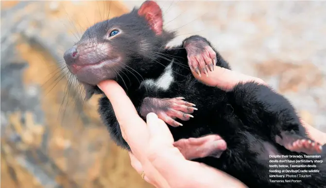  ?? Photos / Tourism Tasmania; Neil Porten ?? Despite their bravado, Tasmanian devils don’t have particular­ly sharp teeth; below, Tasmanian devils feeding at Devils@Cradle wildlife sanctuary.