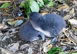  ??  ?? Two penguin chicks, believed to be about three to four weeks old, were alone and in the open when found on Tuesday near Mikotahi Rock.