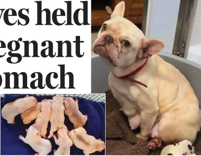  ??  ?? Snatched: The eight valuable French bulldog puppies could die without their mother, Reign