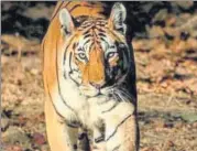  ?? PHOTO COURTESY: IMRAN KHAN ?? Wildlife enthusiast Sagnik Sengupta said Collarwali, also known as the Queen of Pench, has given birth to 26 cubs in seven litters.