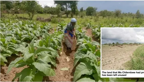  ?? ?? Ethel Chilembwe wanted to move away from relying on tobacco farming