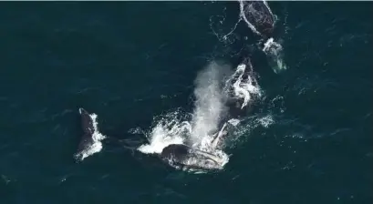 ?? PHOTO cOuRTEST Of nEW EngLAnD AquARium ?? ON THE MOVE: North Atlantic right whales break the surface off Nantucket during their annual trek south from Canadian waters.
