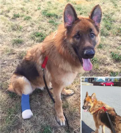  ?? PHOTOS BY MSPCA-ANGELL ?? ‘THIS RANKS UP THERE’: Maverick, a 2-year-old German Shepherd, chewed off part of his own foot in order to free himself from a tether authoritie­s suspect he had been tied to for some time.