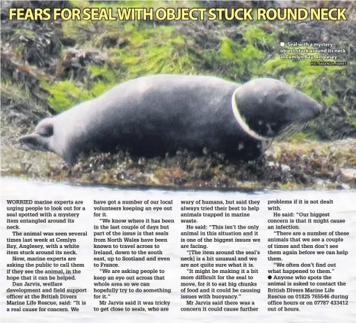  ?? PIC: AMANDA JAMES ?? ● ■ Seal with a mystery object stuck around its neck at Cemlyn Bay, Anglesey