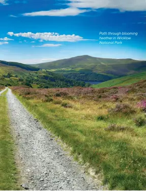  ?? ?? Path through blooming heather in Wicklow National Park