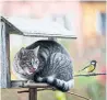  ?? DREAMSTIME ?? Domesticat­ed cats are the biggest threat to wild birds, Bird Studies Canada says.