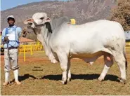  ??  ?? RIGHT:HJW 16 33, Intermedia­te and Reserve Grand Champion Grey Brahman Bull, with Solomon Vannek (handler). Owned by Hennie Jacobs,HJW Brahman, Wolmaranss­tad.