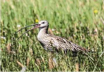  ?? Archivbild: Mayer ?? Stirbt der Große Brachvogel aus? In der Region befindet sich eine von bayernweit 37 Flächen, auf denen die bedrohten Wiesen brüter Nistplätze einrichten sollen. Erste Erfolge gab es bereits.