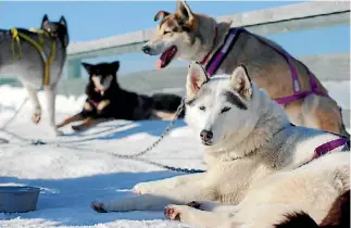  ?? LAKE WANAKA TOURISM ?? Huskies are known for their gentle nature.