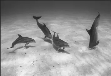  ?? SHANE GROSS VIA THE NEW YORK TIMES ?? Bottlenose dolphins are seen crater feeding, burrowing into the sand with their rostrums, on a sand bank in the Bahamas. Scientists found that dolphins have an ability to sense electric fields, which may help them hunt and navigate the seas.