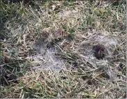  ?? PHOTO COURTESY MELINDAMYE­RS.COM ?? Snow mold appears as circular areas of matted brown grass sometimes found with gray or pink cobweblike growth over these areas.