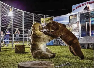  ?? CONTRIBUTE­D BY JONATHAN JENKINS ?? “A Grizzly Experience” is set to be one of the many activities at the Smyrna Spring Jonquil Festival, but animal rights activists aren’t happy with the choice and are lobbying for the city to cancel the show.