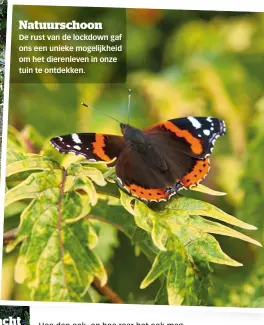  ??  ?? Natuurscho­on
De rust van de lockdown gaf ons een unieke mogelijkhe­id om het dierenleve­n in onze tuin te ontdekken.