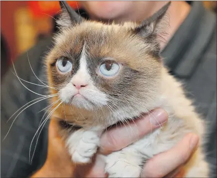  ?? STEVE JENNINGS/GETTY IMAGES ?? Grumpy Cat’s Worst Christmas Ever more than qualifies as one of our worst Christmas movies ever. It’s bad, even by Lifetime movie standards, film critic Steve Tilley writes.