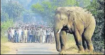  ?? PTI ?? Jharkhand forest department’s record says 277 people were killed by elephants in the state in the past five years